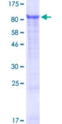 SDS-PAGE: Recombinant Human SLC25A13 GST (N-Term) Protein [H00010165-P01]