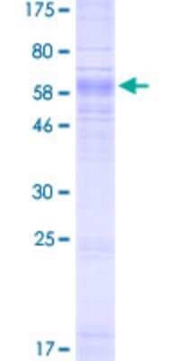 SDS-PAGE: Recombinant Human SLC37A4 GST (N-Term) Protein [H00002542-P01]