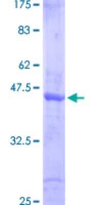 SDS-PAGE: Recombinant Human SMAD6 GST (N-Term) Protein [H00004091-Q01]