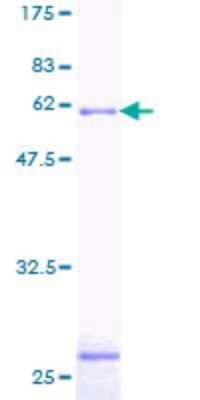 SDS-PAGE: Recombinant Human SMN2 GST (N-Term) Protein [H00006607-P02]