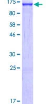 SDS-PAGE: Recombinant Human SND1 GST (N-Term) Protein [H00027044-P01]