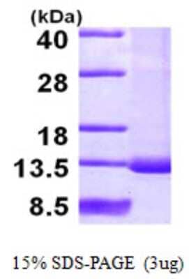 SDS-PAGE: Recombinant Human SNRPF His Protein [NBP1-50904]