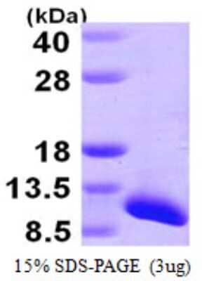 SDS-PAGE: Recombinant Human SNRPG His Protein [NBP1-51079]