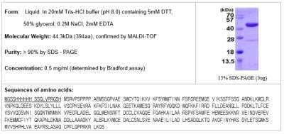 Western Blot: Recombinant Human SPOP His Protein [NBP1-51077]