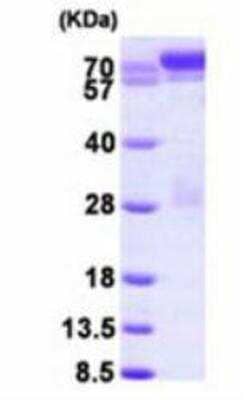 SDS-PAGE: Recombinant Human STAT1 His Protein [NBP1-48331]