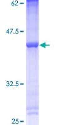 SDS-PAGE: Recombinant Human Secretory phospholipase A2 Type V GST (N-Term) Protein [H00005322-P01]