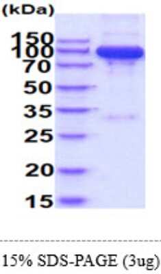 SDS-PAGE: Recombinant Human Semaphorin 7A Isoform 1 hIgG-His Protein [NBP2-61977]