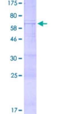 SDS-PAGE: Recombinant Human Serine protease 23 GST (N-Term) Protein [H00011098-P01]