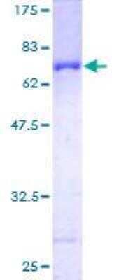 SDS-PAGE: Recombinant Human Serpin B6 GST (N-Term) Protein [H00005269-P01]