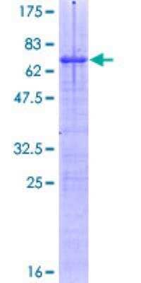 SDS-PAGE: Recombinant Human Spi-B GST (N-Term) Protein [H00006689-P01]