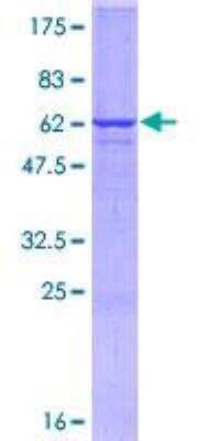 SDS-PAGE: Recombinant Human Synaptophysin GST (N-Term) Protein [H00006855-P01]