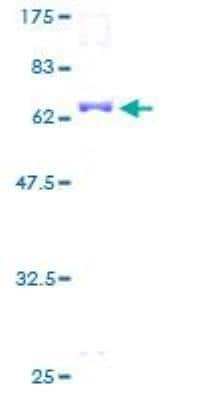 SDS-PAGE: Recombinant Human TEAD4 GST (N-Term) Protein [H00007004-P01]