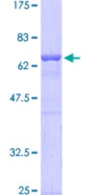 SDS-PAGE: Recombinant Human TFII-I GST (N-Term) Protein [H00002969-P02]