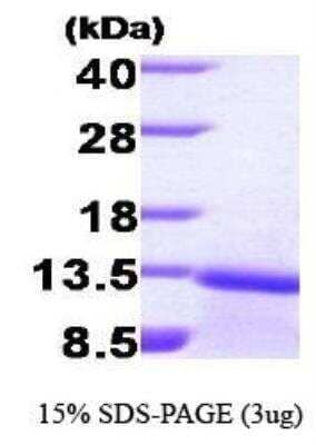 SDS-PAGE: Recombinant Human TGF-beta 1 Protein [NBP1-30225]