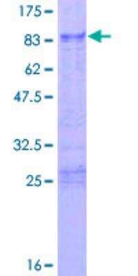 SDS-PAGE: Recombinant Human TIS11D GST (N-Term) Protein [H00000678-P01]