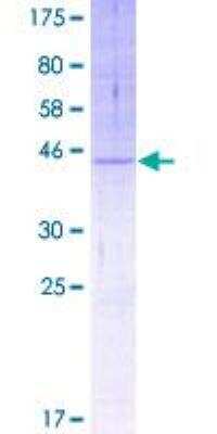 SDS-PAGE: Recombinant Human TMEM205 GST (N-Term) Protein [H00374882-P01]