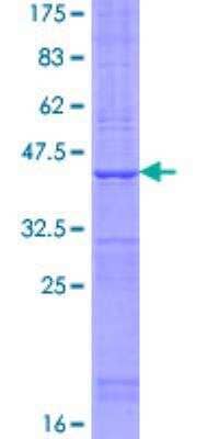 SDS-PAGE: Recombinant Human TMEM50B GST (N-Term) Protein [H00000757-P01]