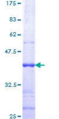 SDS-PAGE: Recombinant Human TMPRSS2 GST (N-Term) Protein [H00007113-Q01]