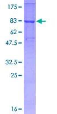 SDS-PAGE: Recombinant Human TRAF-6 GST (N-Term) Protein [H00007189-P01]