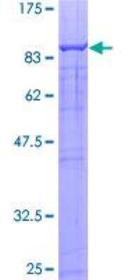 SDS-PAGE: Recombinant Human TRIM23 GST (N-Term) Protein [H00000373-P01]