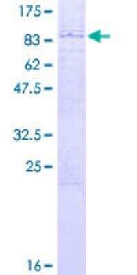 SDS-PAGE: Recombinant Human TRIM23 GST (N-Term) Protein [H00000373-P02]