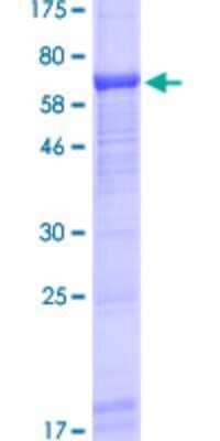 SDS-PAGE: Recombinant Human TULA/STS-2 GST (N-Term) Protein [H00053347-P01]