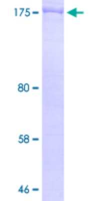 SDS-PAGE: Recombinant Human Talin1 GST (N-Term) Protein [H00007094-Q06]