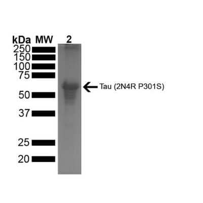 SDS-PAGE: Recombinant Human Tau 441 Active, P301S Mutant, Pre-formed Fibrils Protein [NBP2-76794]