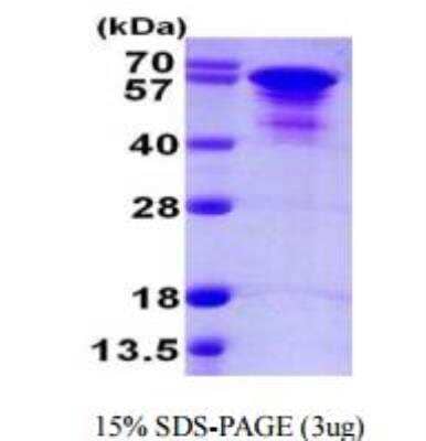 SDS-PAGE: Recombinant Human Tau His Protein [NBP1-51093]