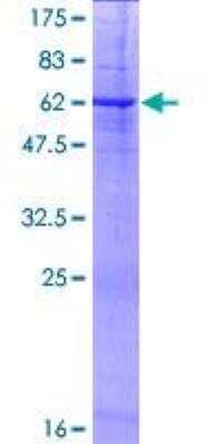 SDS-PAGE: Recombinant Human Testisin/Prss21 GST (N-Term) Protein [H00010942-P01]