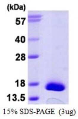 SDS-PAGE: Recombinant Human Thioredoxin-like 5/TRP14/TXNDC17 His Protein [NBP1-99071]