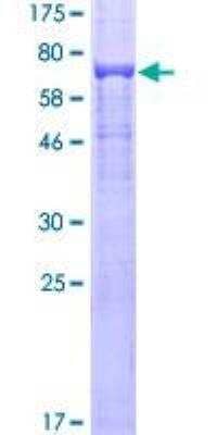 SDS-PAGE: Recombinant Human Tubulin Beta 4 GST (N-Term) Protein [H00010382-P01]