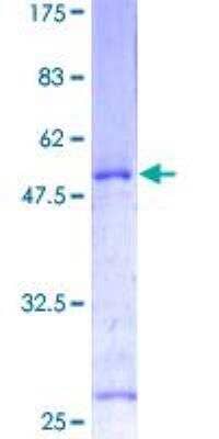 SDS-PAGE: Recombinant Human Twist-1 GST (N-Term) Protein [H00007291-P01]