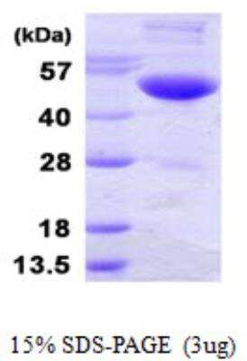 SDS-PAGE: Recombinant Human UBA3 His Protein [NBP1-99094]