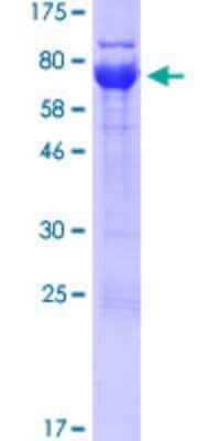 SDS-PAGE: Recombinant Human UBXN6 GST (N-Term) Protein [H00080700-P01]