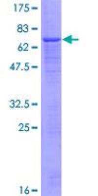 SDS-PAGE: Recombinant Human VNN2 GST (N-Term) Protein [H00008875-P01]