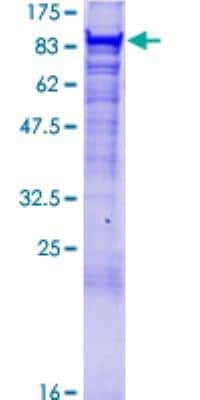 SDS-PAGE: Recombinant Human VPS35 GST (N-Term) Protein [H00055737-P01]