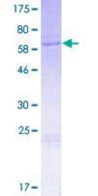 SDS-PAGE: Recombinant Human Wnt-6 GST (N-Term) Protein [H00007475-P01]