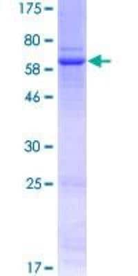 SDS-PAGE: Recombinant Human Wnt3 GST (N-Term) Protein [H00007473-P01]