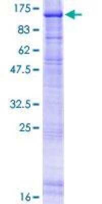 SDS-PAGE: Recombinant Human XPB GST (N-Term) Protein [H00002071-P01]