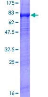 SDS-PAGE: Recombinant Human Xrn1 GST (N-Term) Protein [H00054464-P01]