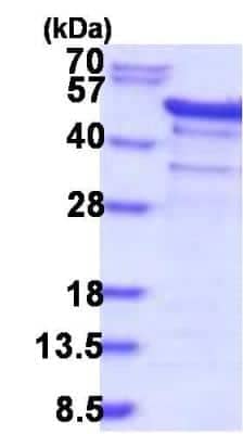 SDS-PAGE: Recombinant Human YB1 His Protein [NBP2-30101]