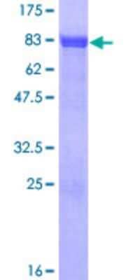 SDS-PAGE: Recombinant Human ZBTB8A GST (N-Term) Protein [H00653121-P01]