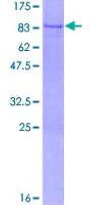 SDS-PAGE: Recombinant Human ZMYND11 GST (N-Term) Protein [H00010771-P01]