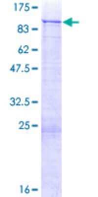 SDS-PAGE: Recombinant Human ZNF254 GST (N-Term) Protein [H00009534-P01]