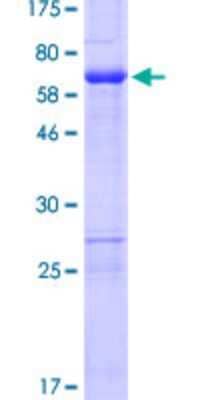 SDS-PAGE: Recombinant Human ZNF330 GST (N-Term) Protein [H00027309-P01]