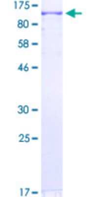 SDS-PAGE: Recombinant Human ZNF650 GST (N-Term) Protein [H00130507-P01]