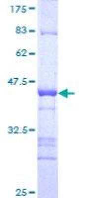 SDS-PAGE: Recombinant Human ZNFN1A4 GST (N-Term) Protein [H00064375-Q01]