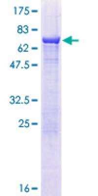 SDS-PAGE: Recombinant Human ZNHIT2 GST (N-Term) Protein [H00000741-P01]