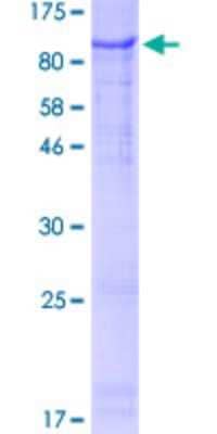 SDS-PAGE: Recombinant Human Zinc finger protein 180 GST (N-Term) Protein [H00007733-P01]